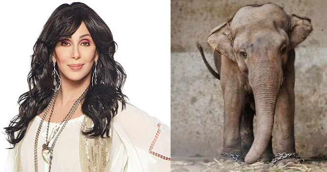 American singer Cher thanks Pakistani govt for freeing lonely elephant Kaavan