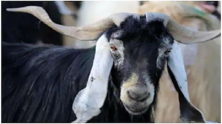 Indian police ‘arrest’ goat for not wearing mask