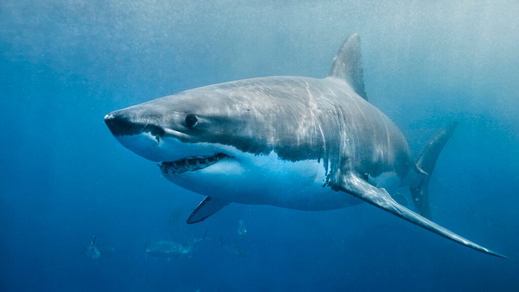 Australian man punches 10-feet great white shark to save wife’s life