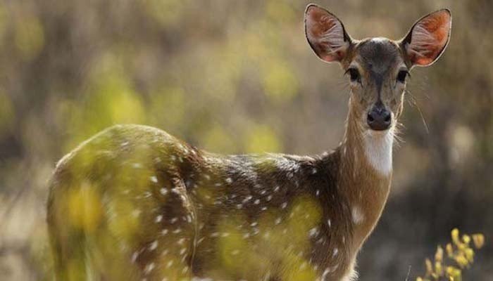 Seven rare deer die mysteriously at Bahawalpur Zoo