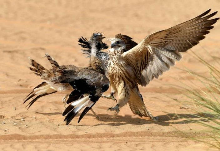 Illegal falcon trade on the rise in Pakistan