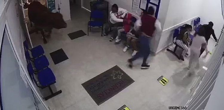 Cow barges into hospital, attacks visitors