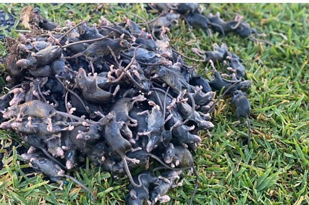 ‘Mouse plague’ in Australia: Mice crawl into beds and bite residents