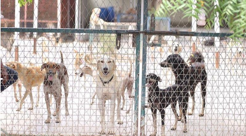 ACF to return Rs1m donation, denies it recommended euthanising dogs