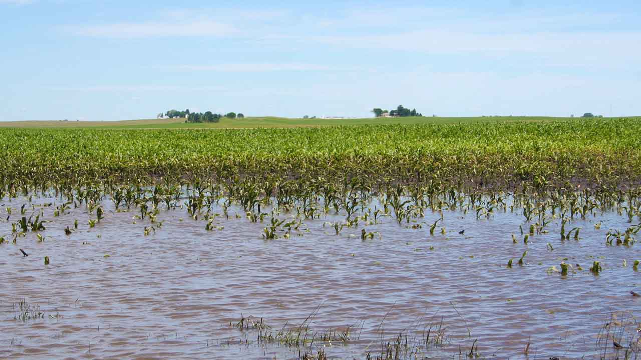 World Bank to provide Pakistan $22.2 million in financial support for flood-affected farmers
