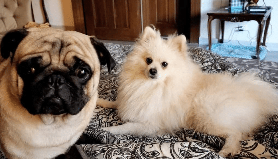 Exclusive: Ata Tarrar and Fawad Chaudhry take digs at each other over these dogs