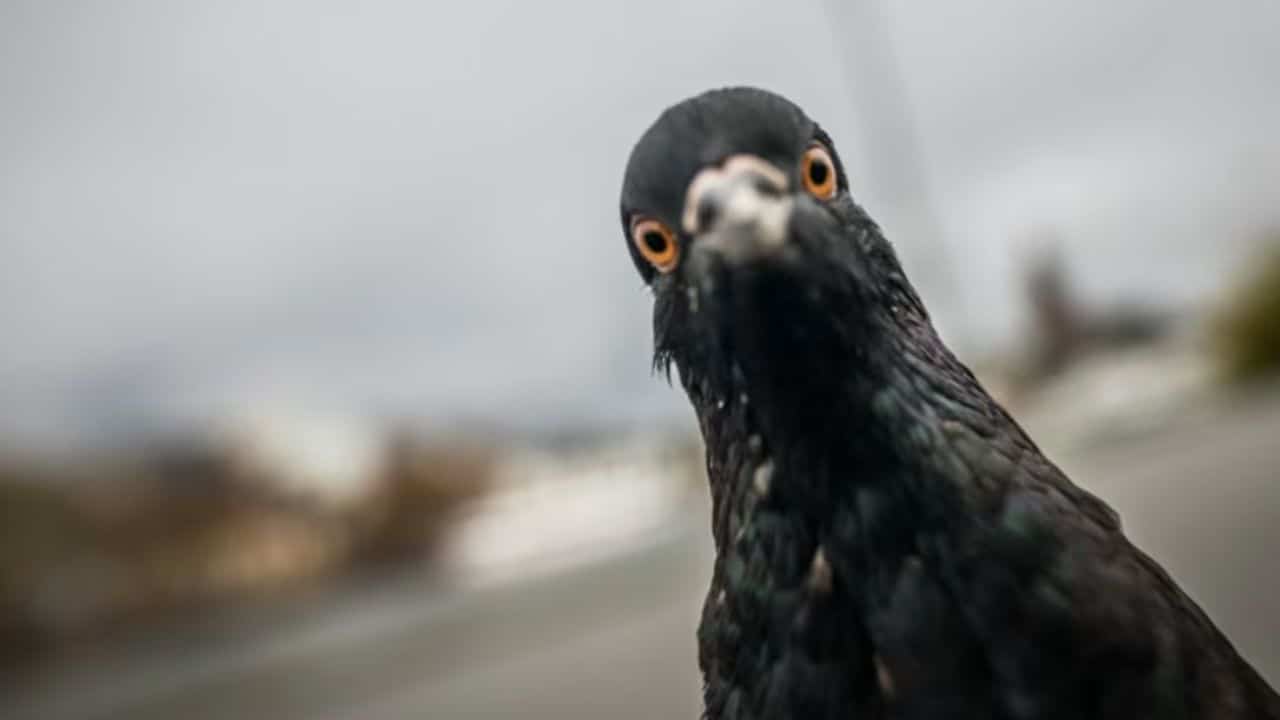 Driver arrested for running over pigeon