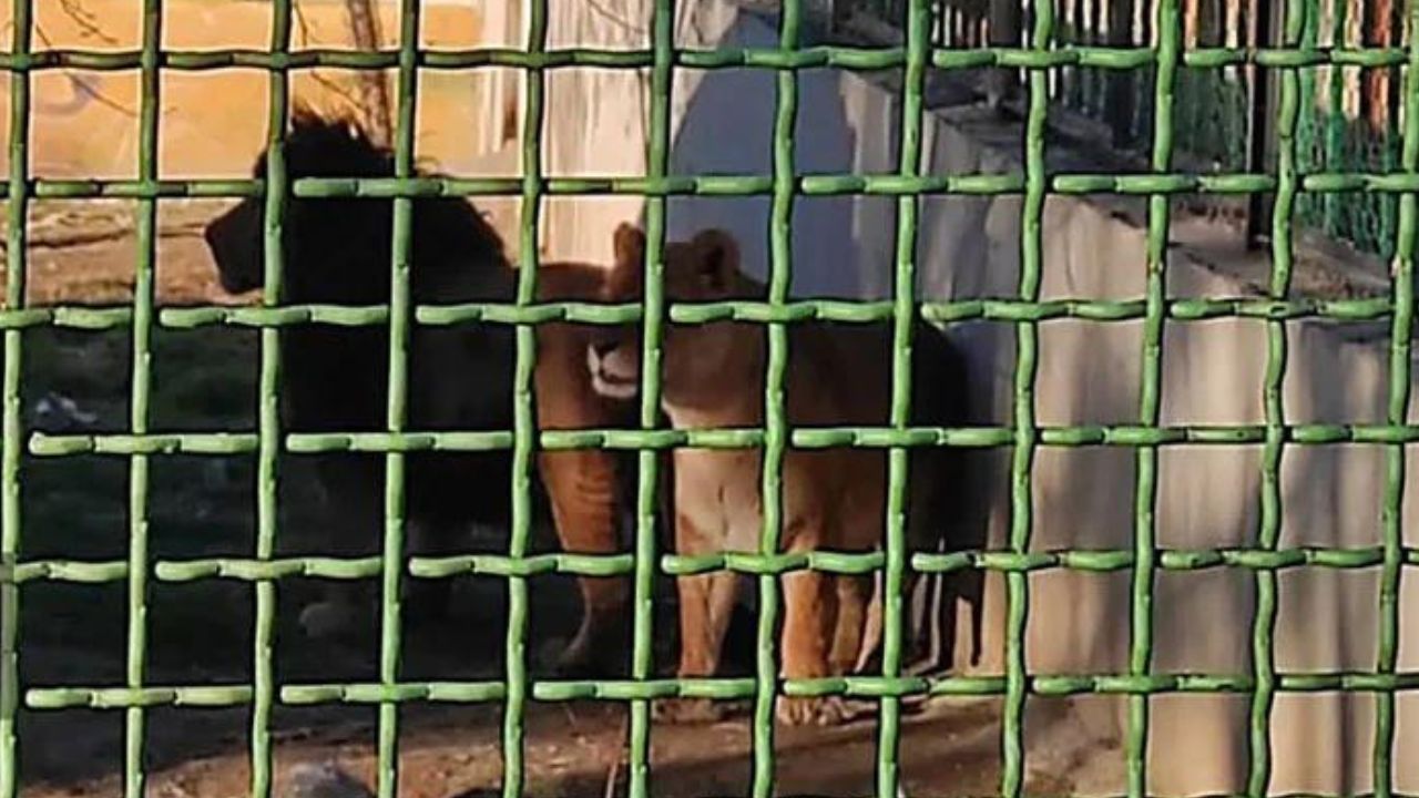 Indian extremists angered by lions named ‘Akbar’ and ‘Sita’