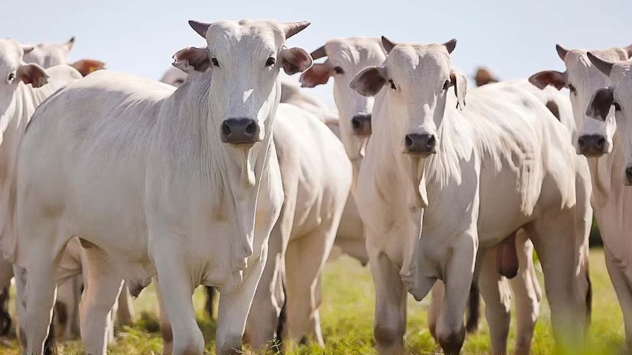 Diverse Brazilian cattle breeds arriving in Pakistan under new agreement