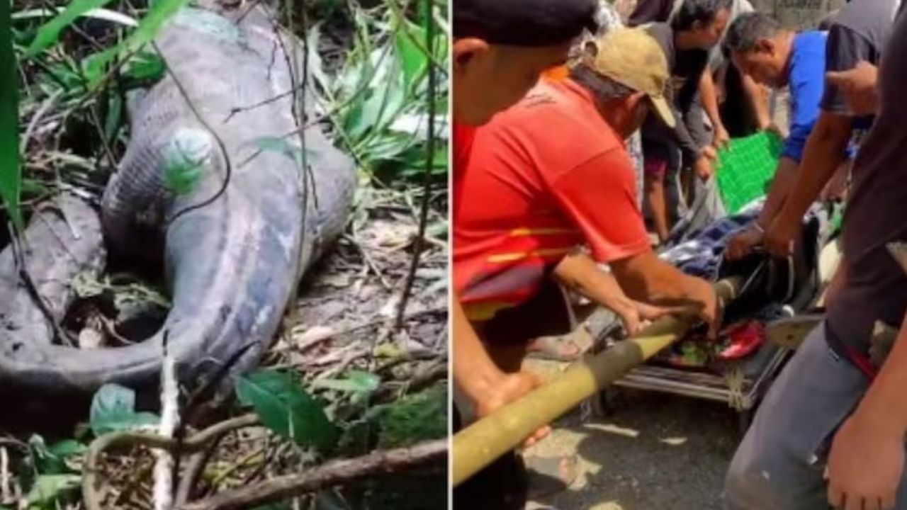 Indonesian woman found inside belly of python