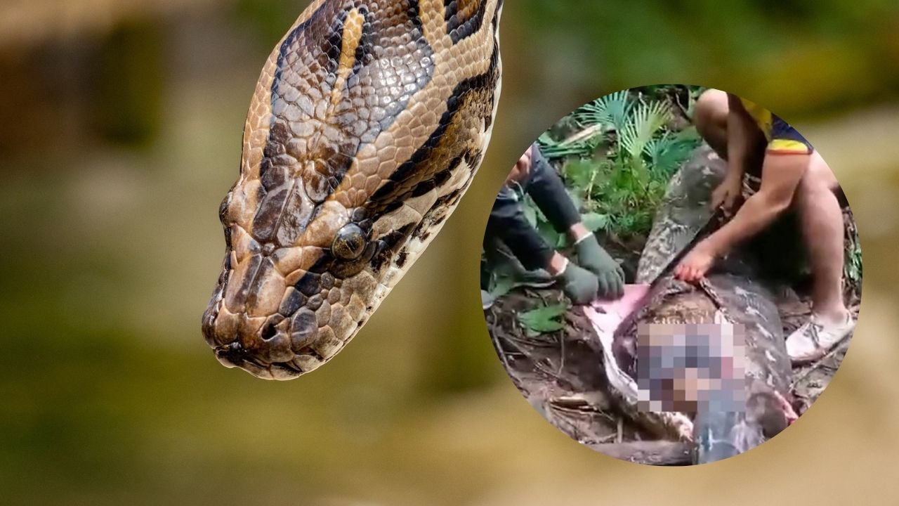 Woman found dead swallowed by python in Indonesia