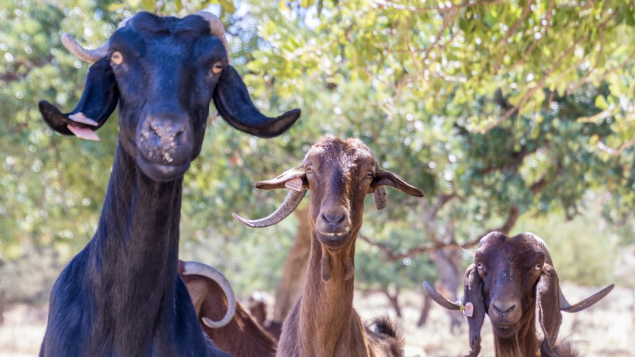 Landlord allegedly broke legs of three goats