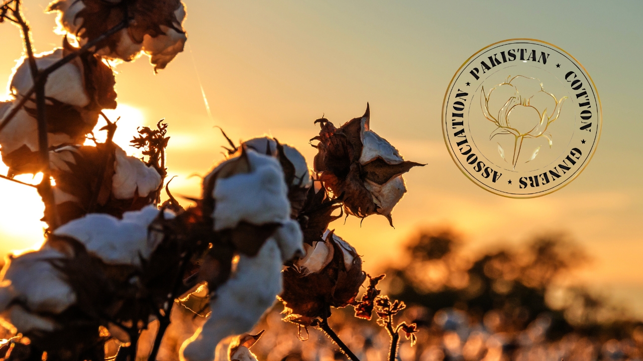 Cotton’s potential revival: Strong harvest drives 52 per cent increase in ginning factories
