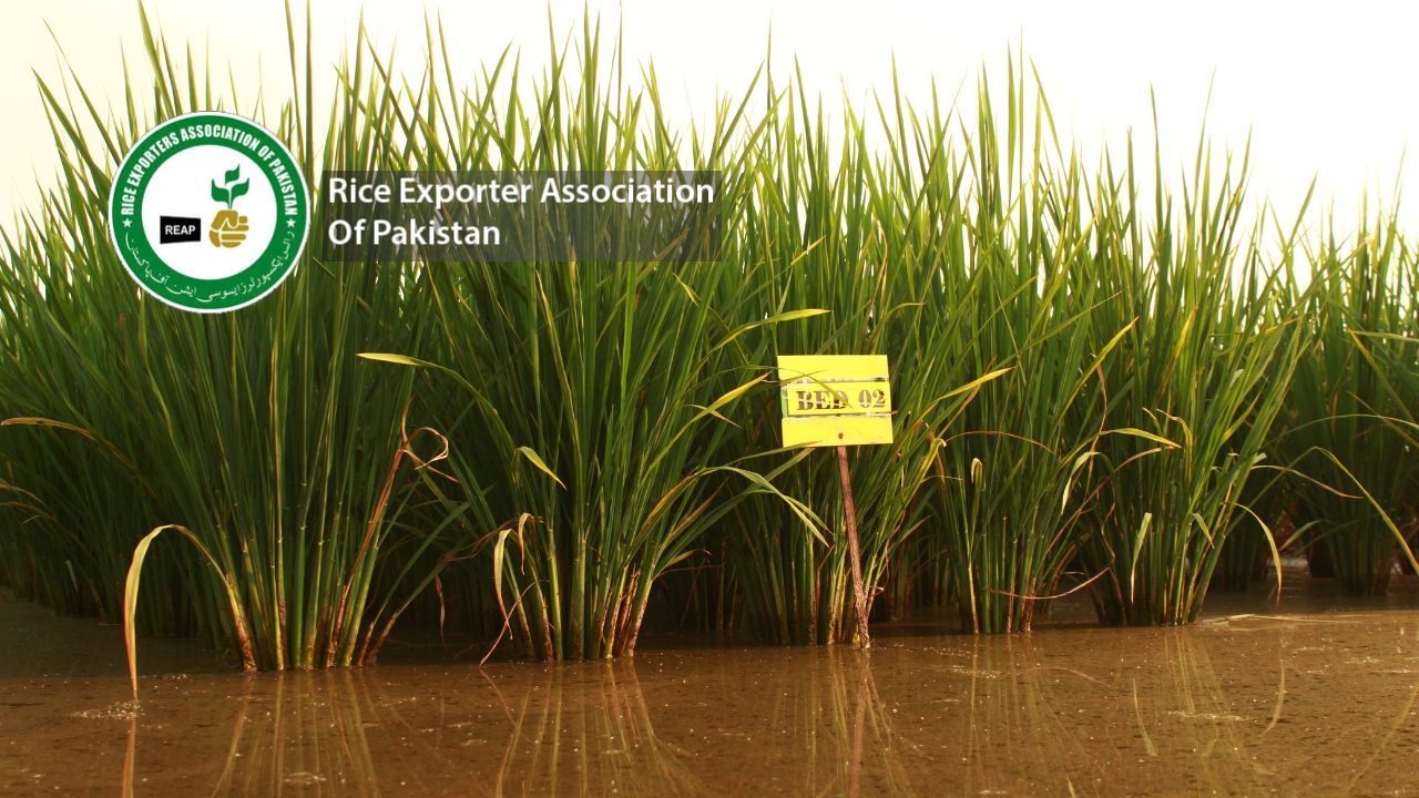 Pakistani rice exports: A booming sector that needs government support